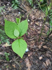Lindera reflexa