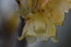 Alternaria calycanthi