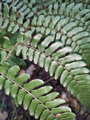 Dryopteris championii