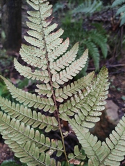 Dryopteris championii
