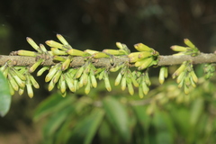 Cestrum ochraceum