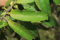 Cestrum ochraceum