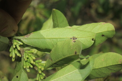 Cestrum ochraceum