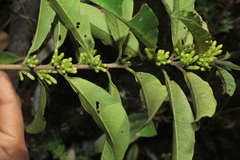 Cestrum ochraceum