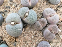 Lithops hookeri