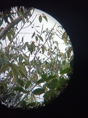 Amazona xantholora