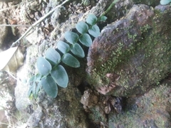 Marcgravia rectiflora