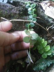 Marcgravia rectiflora