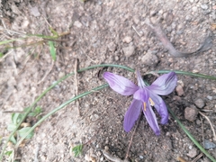 Crocus minimus