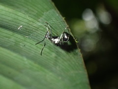 Polyrhachis militaris