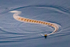 Hydrophis lapemoides