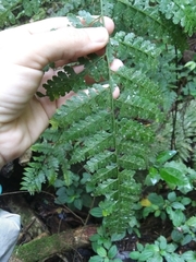 Dennstaedtia bipinnata