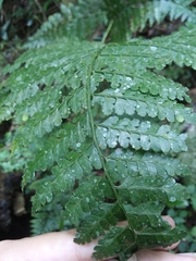 Dennstaedtia bipinnata