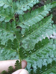 Dennstaedtia bipinnata
