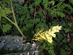 Corydalis balansae