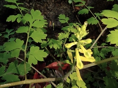 Corydalis balansae