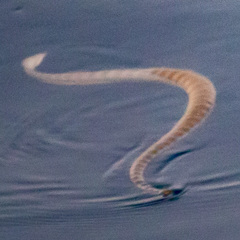 Hydrophis lapemoides