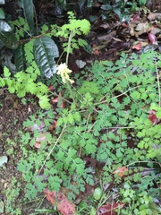 Corydalis balansae