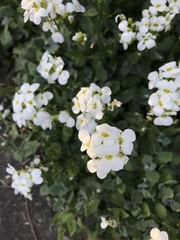 Arabis caucasica
