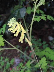 Corydalis balansae