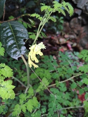 Corydalis balansae
