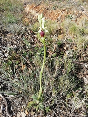 Ophrys exaltata