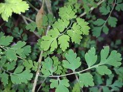 Corydalis balansae
