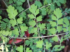 Corydalis balansae