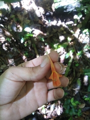 Columnea scandens
