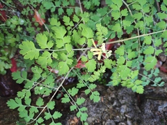 Corydalis balansae