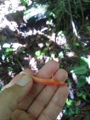 Columnea scandens