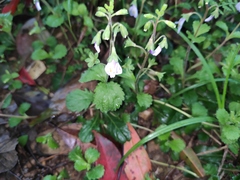 Mazus stachydifolius