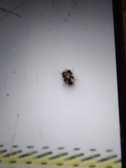 Anthrenus picturatus