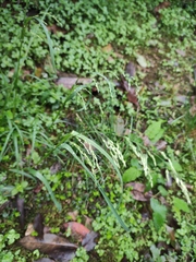 Poa acroleuca