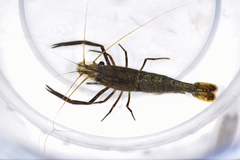 Macrobrachium asperulum