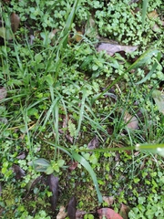 Poa acroleuca