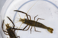 Macrobrachium asperulum