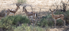 Gazella dorcas