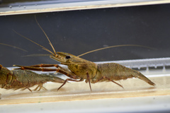 Macrobrachium asperulum