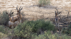 Gazella dorcas