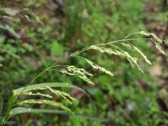 Poa acroleuca