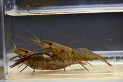 Macrobrachium asperulum