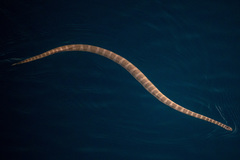 Hydrophis lapemoides