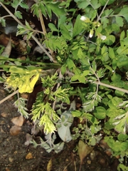 Corydalis pallida