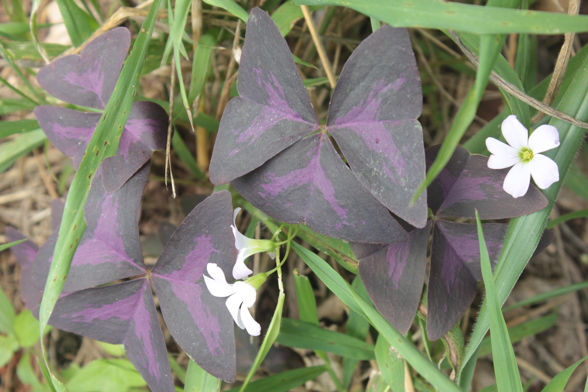Oxalis triangularis