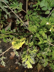Corydalis pallida