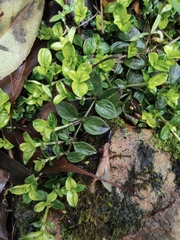 Exallage chrysotricha