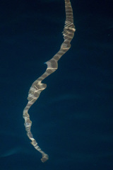 Hydrophis lapemoides