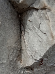 Machilinus rupestris