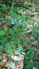 Cardamine bulbifera